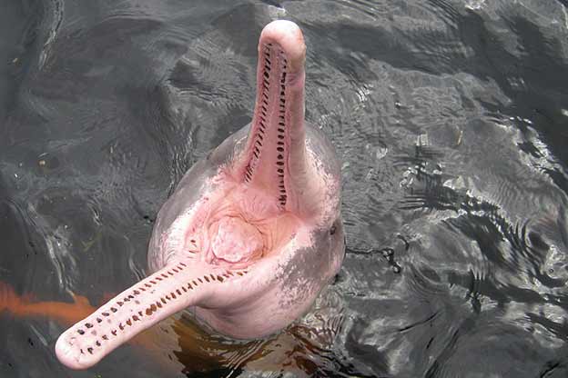 peru tourism pink dolphin