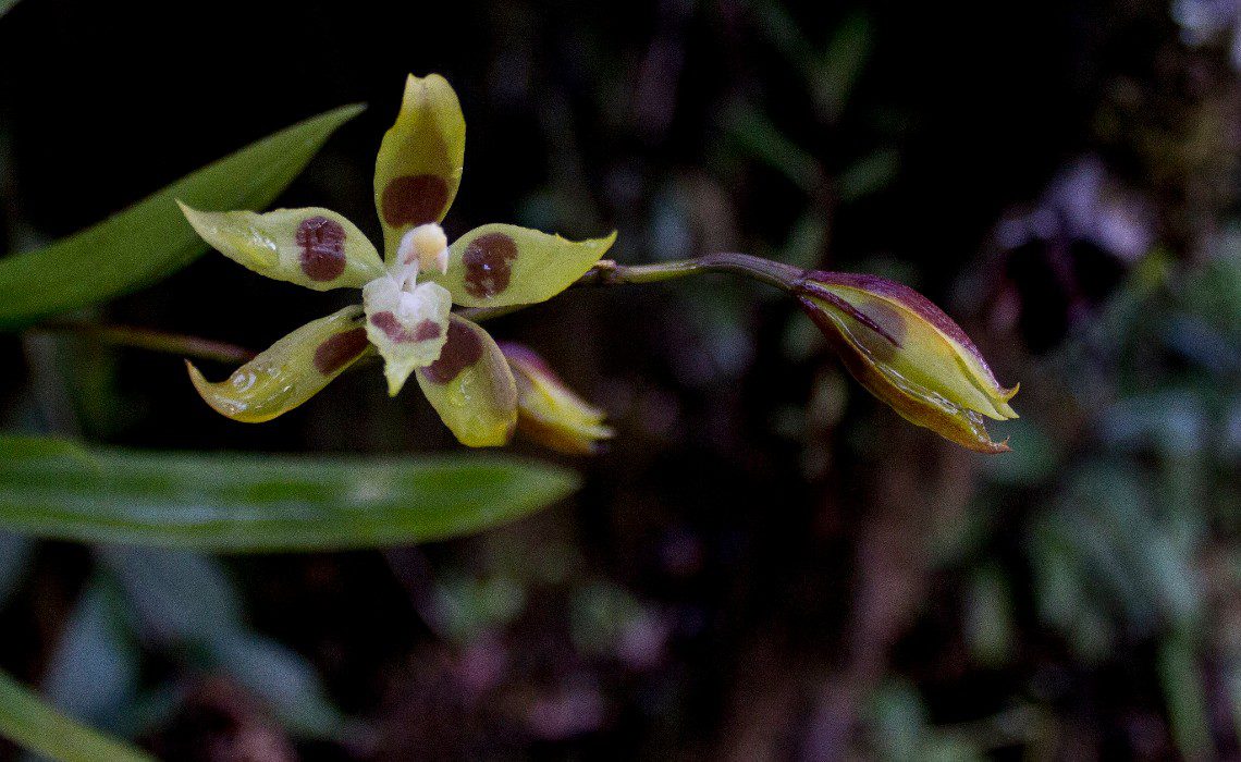 Orchid paradise Peru Orchid paradise Peru