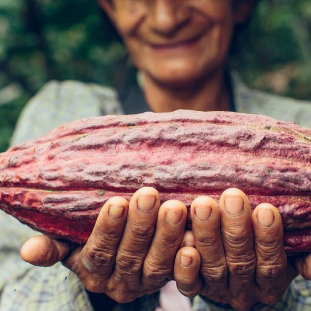Cacao Chocolate Amazon Peru