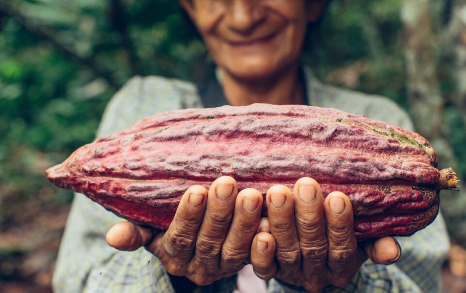 Cacao Chocolate Amazon Peru