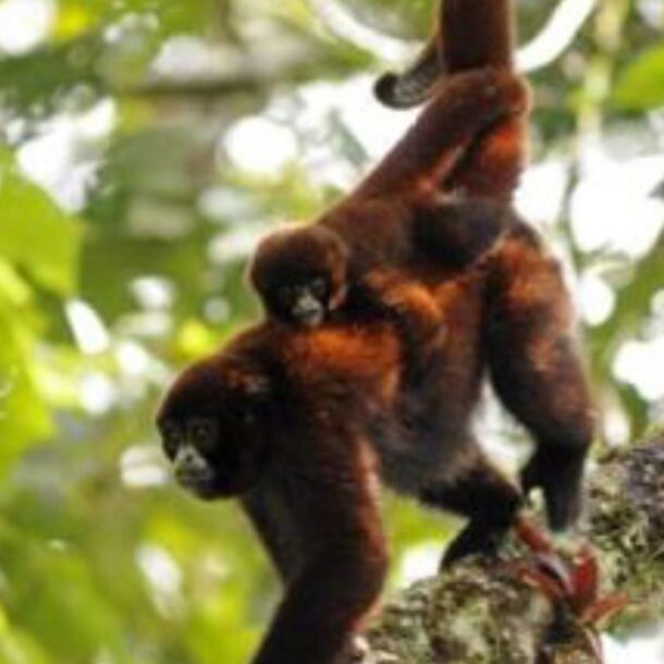 yellow tailed woolly monkey
