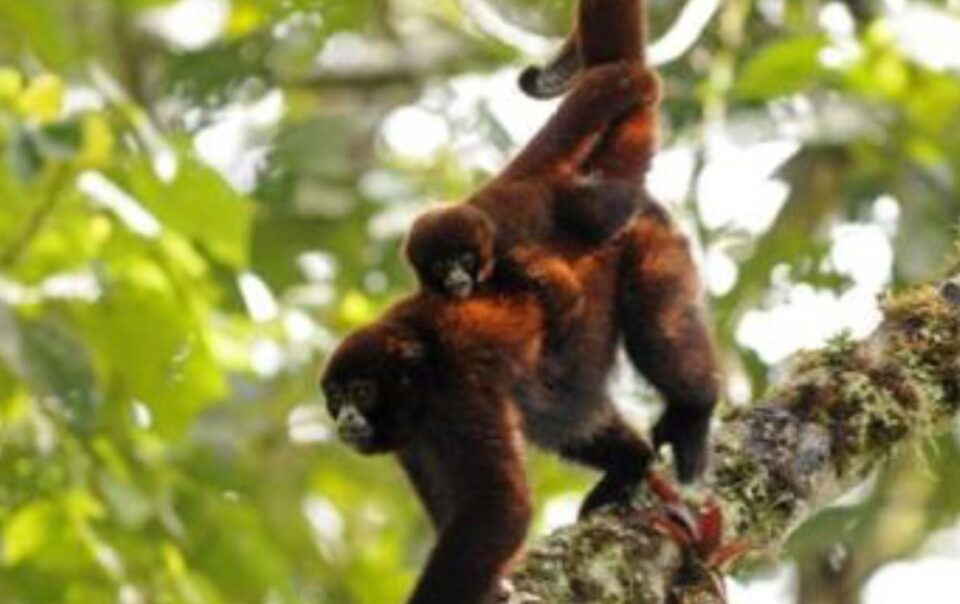 yellow tailed woolly monkey