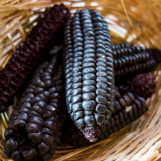 benefits purple corn