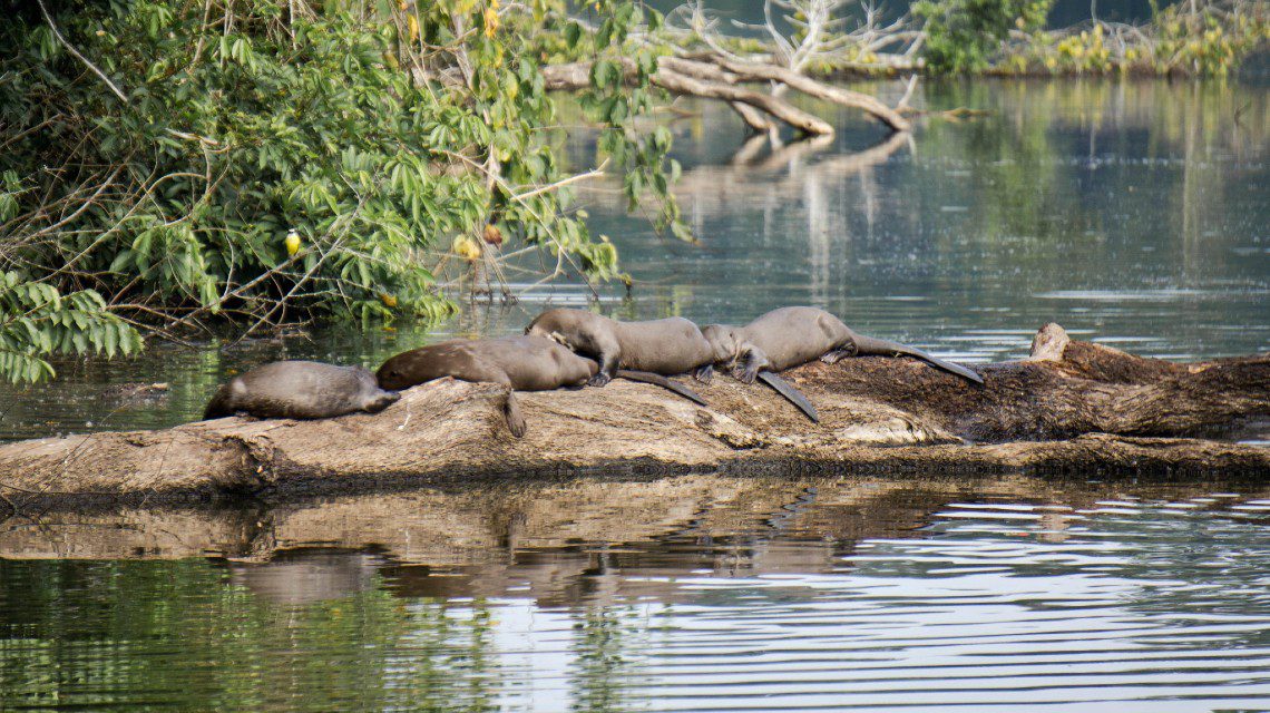 giant otters lake manu peru