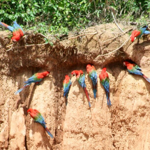 Macaw parrots eat clay Peru