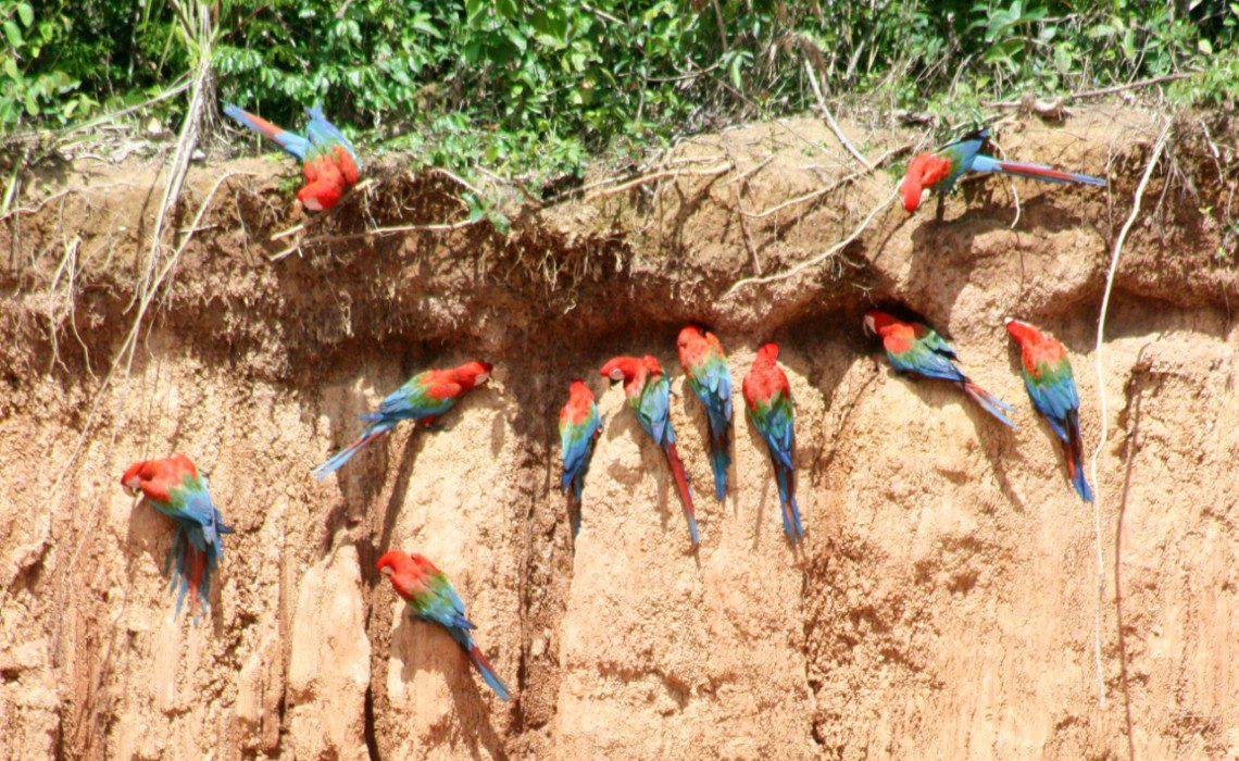 Why Do Peru's Macaw Parrots Eat Clay? (VIDEO)