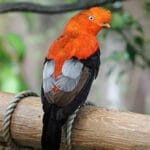 andean-cock-of-the-rock