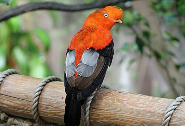 andean-cock-of-the-rock