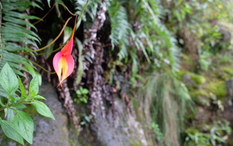 Orchids of Peru video