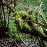 Ayahuasca vine
