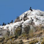 Guano