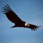 Condor