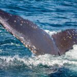 humpback whale tale