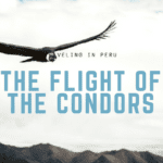 Condors in Flight