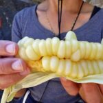 Large corn kernels, Ollantaytambo 134