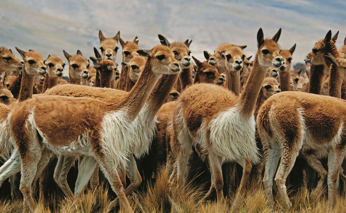 The Vicuñas Saved From Extinction Thanks To The Pampas Galeras National  Reserve