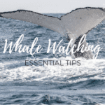 Whale Watching Tips