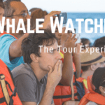 Whale Watching Tour
