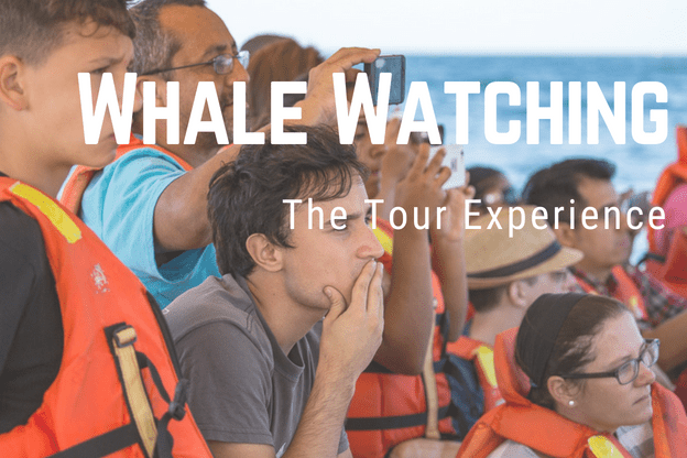 Whale Watching Tour
