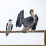bird