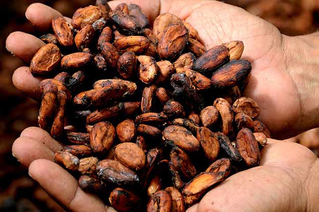 cocoa cocoa