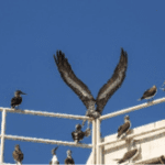 eagles
