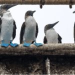 penguins