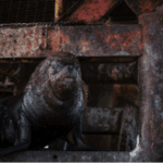 seal