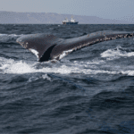 whale tale