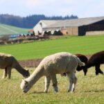 alpacas