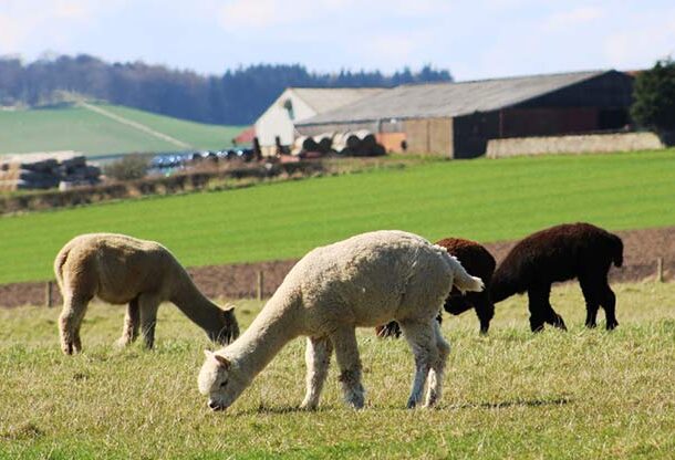 alpacas