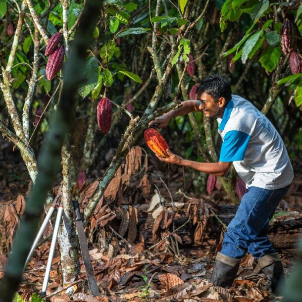 cacao peru san martin