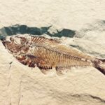 sand-wing-stone-insect-fish-fauna-1330964-pxhere.com