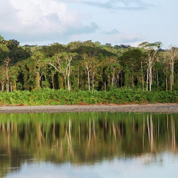 Manu National Park reforestation