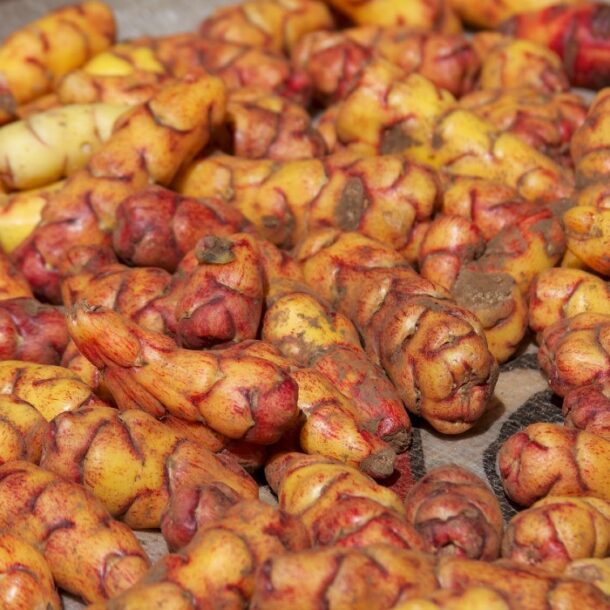 Potato Park Peru