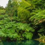 jungle
