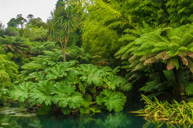 jungle
