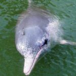 pink-dolphins