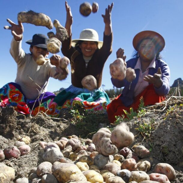 andean potatoes peru