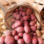 potatoes