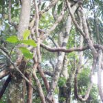DSC07013