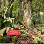 ayahuasca vine