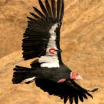 condor peru