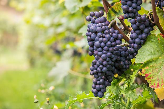 grapes