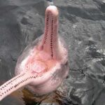 pink-dolphin