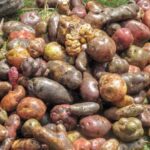 potatoes