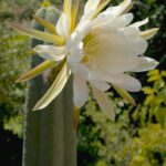 san pedro cactus