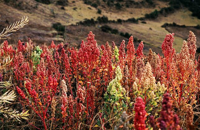 Podcast: Exploring the Quinoa Industry from Peruvian Farmers Perspective