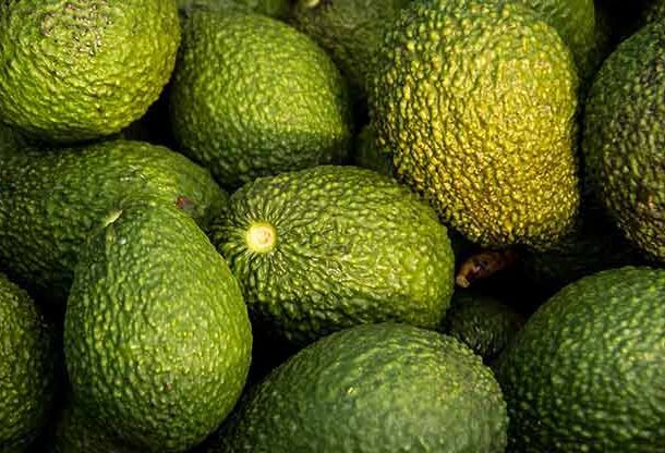 hass avocado