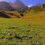 pasture